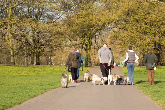 Happy Group Of People Walking With Dogs In The Park.