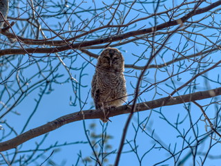 Wenige Tage altes Waldkauz-Küken