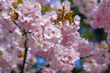 Pink blossoms of a sakura cherry prunus tree in spring