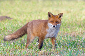 Red Fox (Vulpes vulpes) on Meadow, Germany, Europe