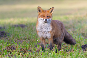 Red Fox (Vulpes vulpes) on Meadow, Germany, Europe
