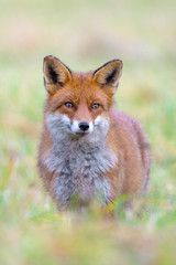 Naklejka na ściany i meble Red Fox (Vulpes vulpes) on Meadow, Germany, Europe