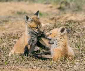Play Period #1 - Which seems like all day for these little guys, except when they collapse for a nap.