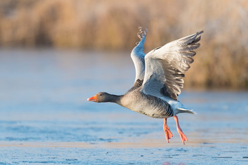 Greylag goose, Anser anser, Germany, Europe