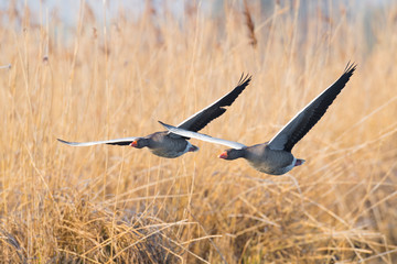 Obraz na płótnie Canvas Greylag geese, Germany, Europe