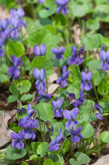 Viola palustris (marsh violet)