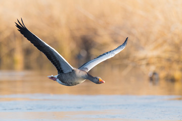 Greylag goose, Germany, Europe