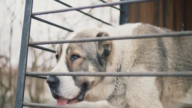 Alabai dog in aviary close-up
