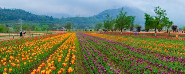 Beautiful tulip flowers is a veritable Eden in Indira Gandhi Memorial Tulip Garden Srinagar is Asia&rsquo;s largest such garden at Srinagar, Jammu and Kashmir, India