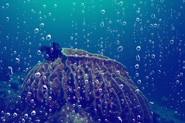 background underwater air bubbles reef / abstract sea background, diving, nature, ocean © kichigin19