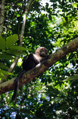 A tropical forest. Little monkey on a tree.