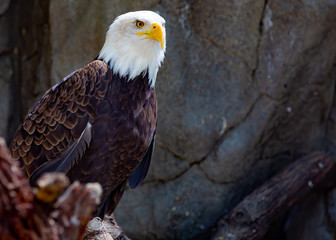 portrait of an american bald eagle