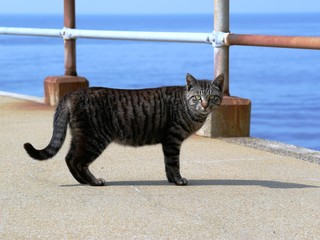 警戒する野良猫