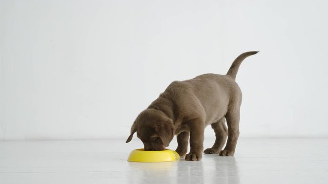 SLOW MOTION: Portrait of brown labrador puppy eating dog food from yellow bowl on a floor