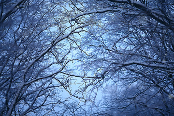 Winter in the Russian village / winter landscape, forest in Russia, snow-covered trees in the province