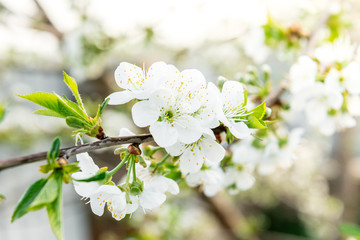 Spring branches of blossoming tree. Cherry tree in white flowers. Blurring background