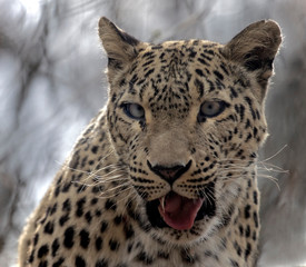 portrait of persian leopard