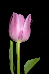 Beautiful Pink Tulip on Black Background Close Up