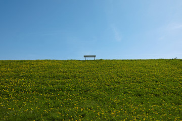 Cuxhaven Bank auf dem Deich w&auml;hrend der L&ouml;wenzahnbl&uuml;te