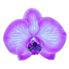 Fototapeta na wymiar amethyst cyan orchid flower isolated white background with clipping path. Flower bud close-up. Nature.