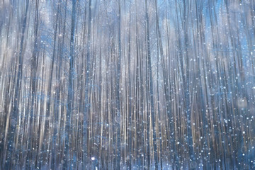 forest snow blurred background / winter landscape snow-covered forest, trees and branches in winter weather