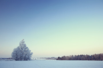 winter landscape in the forest / snowy weather in January, beautiful landscape in the snowy forest, a trip to the north