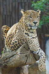 Leopard - [Panthera pardus]