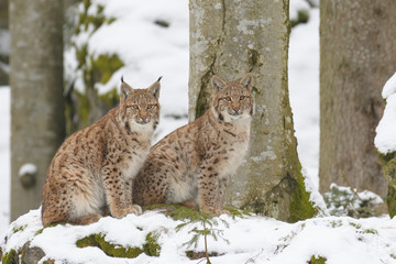 European Lynx © Ana Gram