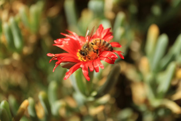 Little bee collecting nectar on the bright red Lampranthus succulent plants flower