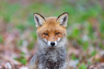 Naklejka na ściany i meble Red Fox (Vulpes vulpes), Germany, Europe