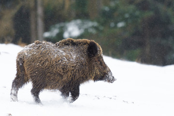Wild boar (Sus scrofa) at Snowfall, Germany, Europe