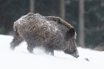 Wild boar (Sus scrofa) at snowfall, Germany, Europe