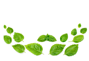The composition of basil leaves on a white background