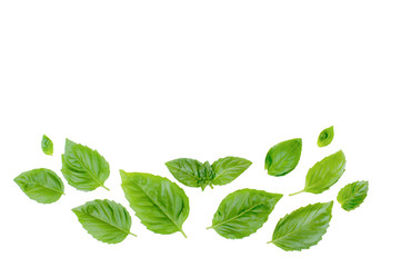 The composition of basil leaves on a white background