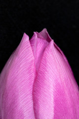 Beautiful Pink Tulip on Black Background Close Up