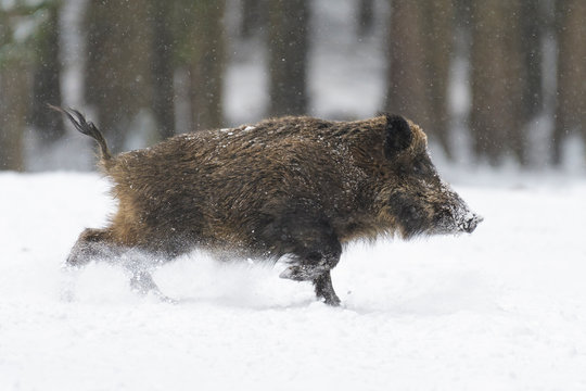 Runing Wild boar (Sus scrofa) at Snowfall, Germany, Europe