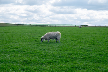 Fototapeta premium sheep in field