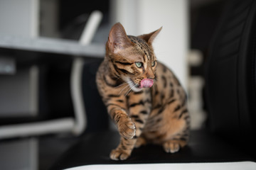 young bengal cat sitting on a black chair next to dining table grooming itself sticking out tongue