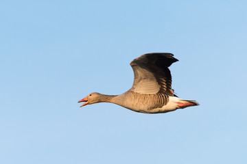 Greylag goose, Anser anser, Germany, Europe