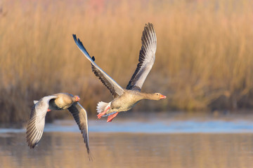 Obraz premium Greylag geese, Anser anser, Germany, Europe