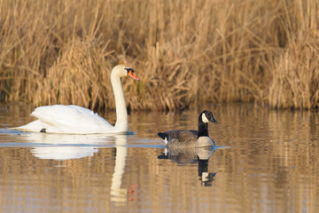 Canada Goose (Branta canadensis) and Mute Swan, Germany, Europe