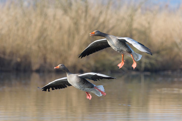 Greylag goose