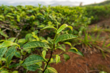 Unique background with fresh green tea leaves, tea hill, lonely tree and blue sky. Picture use for tea production, advertising, design, marketing, packaging and more