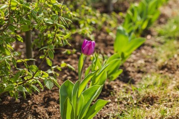 Close up view of gorgeous purple tulip flower . Green and purple nature background.