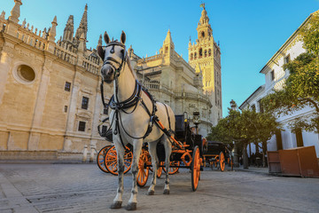 Naklejka na ściany i meble Horse carriage in Seville, the Giralda cathedral (Catedral de Santa Maria de la Sede) in Seville, Spain