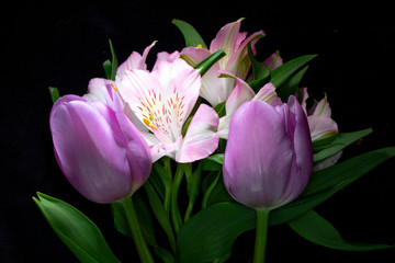 Beautiful Pink Tulip on Black Background Close Up