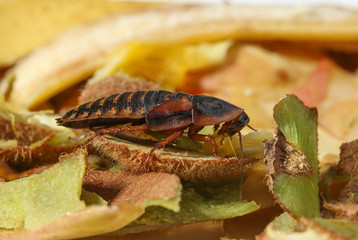 Cockroach on fruit food waste