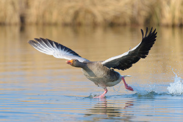 Starting Greylag Goose (Anser anser), Germany, Europe