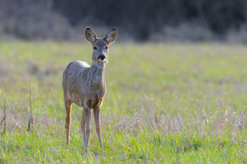 Western Roe Deer (Capreolus capreolus), Female, Germany, Europe