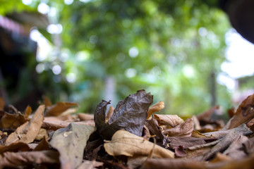 Dry leaves on the ground.